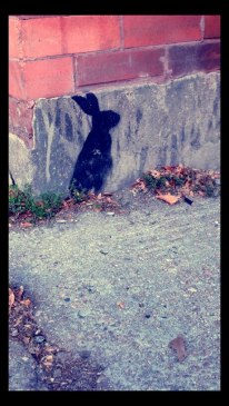 Photo of an outline of a rabbit stenciled on a building.