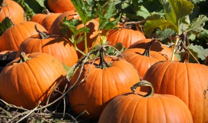 pumpkin-patch-san-diego