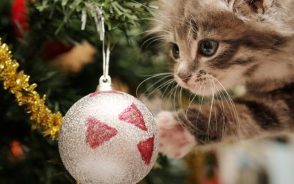 Christmas-Cat1