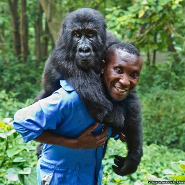 _78846018_gorilla_virunga624