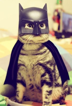 cat-batman-halloween-costume-jpg